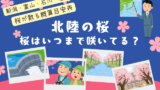 【北陸】桜はいつまで咲いてる?2026年に桜が散る時期(新潟・富山・石川・福井県)