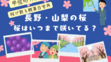 【甲信地方】桜はいつまで咲いてる?2026年に桜が散る時期(長野・山梨県)