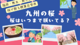 【九州】桜はいつまで咲いてる?2026年に桜が散る時期(福岡・熊本・鹿児島県の周辺)
