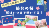 【仙台】桜はいつまで咲いてる?2026年に桜が散る時期(白石川堤や市内)