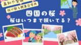 【四国】桜はいつまで咲いてる?2026年に桜が散る時期(高知・愛媛・香川・徳島)