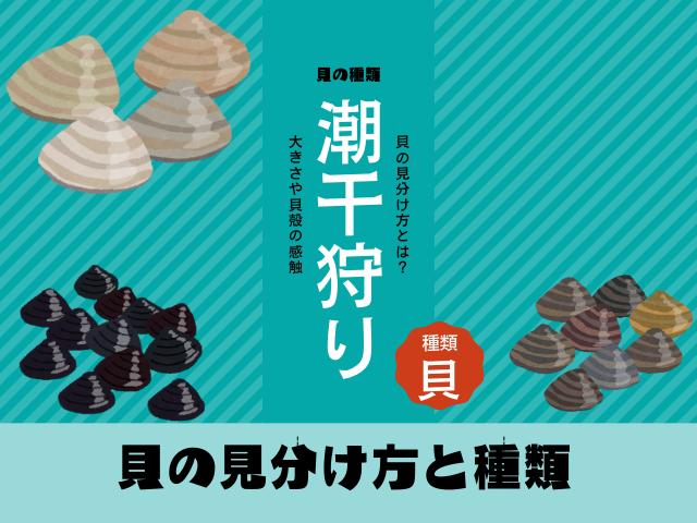 【潮干狩り】貝の見分け方と種類(あさり・はまぐり・バカガイ・マテ貝)